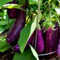 Eggplant Bright Purple Long Vegetables 200 Seeds