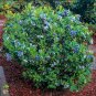Blueberry Bush 100 Seeds