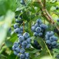Blueberry Bush 100 Seeds