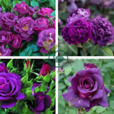 Purple European Rose 100 Seeds