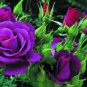 Purple European Rose 100 Seeds