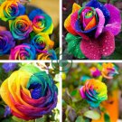 Holland Rainbow Rose Flowers Lover Colorful 200 Seeds