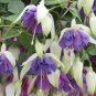 Purple Double Petals Fuchsia Bonsai Potted Flower 200 Seeds - (Color: Mix)