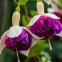 Purple Double Petals Fuchsia Bonsai Potted Flower 200 Seeds - (Color: Mix)
