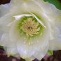 Helleborus Flower Plants 200 Seeds