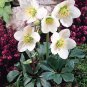 Helleborus Flower Plants 200 Seeds