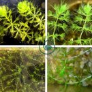 Aldrovanda Vesiculosa 200 Seeds