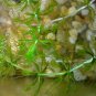 Aldrovanda Vesiculosa 200 Seeds