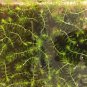 Aldrovanda Vesiculosa 200 Seeds