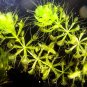 Aldrovanda Vesiculosa 200 Seeds