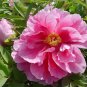 The Rarest Multi-colored Delightfully Ruffled Twisted Japanese Peony Tree 10 Seeds