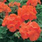 New Geranium Maverick Orange Perennial Flower 20 Seeds
