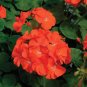 New Geranium Maverick Orange Perennial Flower 20 Seeds