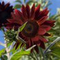 Moulin Rouge Gorgerous Red Ornamental Sunflower 30 Seeds
