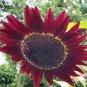 Moulin Rouge Gorgerous Red Ornamental Sunflower 30 Seeds