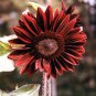 Moulin Rouge Gorgerous Red Ornamental Sunflower 30 Seeds