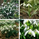 Common Snowdrop Flower 400 Seeds