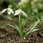 Common Snowdrop Flower 400 Seeds