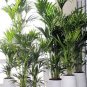 Chrysalidocarpus Lutescens 10 Seeds
