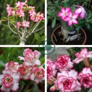 'Cyclone' Double Adenium Desert Rose 4 Seeds