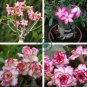 'Cyclone' Double Adenium Desert Rose 4 Seeds