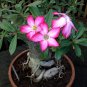 'Cyclone' Double Adenium Desert Rose 4 Seeds