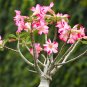 'Cyclone' Double Adenium Desert Rose 4 Seeds