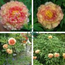 'Wudao' Big Blooming Wavy Yellow Peony With Red Edge 10 Seeds