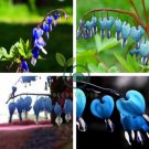 Lamprocapnos spectabilis Blue Asian Bleeding Heart Flower 10 Seeds