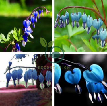 Lamprocapnos spectabilis Blue Asian Bleeding Heart Flower 10 Seeds