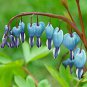 Lamprocapnos spectabilis Blue Asian Bleeding Heart Flower 10 Seeds
