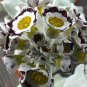 Primula Auricula Stubbs Tartan Flower 30 Seeds