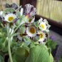 Primula Auricula Stubbs Tartan Flower 30 Seeds
