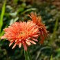 Light Orange African Gerbera Jamesonii Transvaal Daisy 20 Seeds