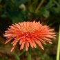 Light Orange African Gerbera Jamesonii Transvaal Daisy 20 Seeds