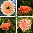 Light Orange African Gerbera Jamesonii Transvaal Daisy 100 Seeds
