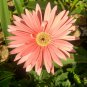 Light Orange African Gerbera Jamesonii Transvaal Daisy 100 Seeds