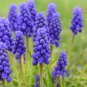 Blue Violet Purple Grape Hyacinth Flower 200 Seeds