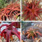 Aloe Vanbalenii 4 Seeds