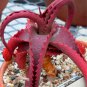 Aloe Vanbalenii 4 Seeds