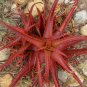 Aloe Vanbalenii 4 Seeds