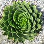 Spiral Aloe Succulent 2 Seeds