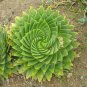 Spiral Aloe Succulent 2 Seeds