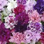 'Xin Hun' Colorful Petunia 400 Seeds