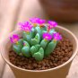 Mix Lithops Bonsai Living Stones Succulent Cactus Organic Garden 200 Seeds