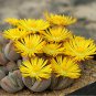 Mix Lithops Bonsai Living Stones Succulent Cactus Organic Garden 200 Seeds