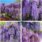 Deep Purple & Rose Red Wisteria Bonsai Flowers 30 Seeds