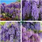 Deep Purple & Rose Red Wisteria Bonsai Flowers 30 Seeds