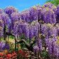Deep Purple & Rose Red Wisteria Bonsai Flowers 30 Seeds