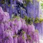 Deep Purple & Rose Red Wisteria Bonsai Flowers 30 Seeds